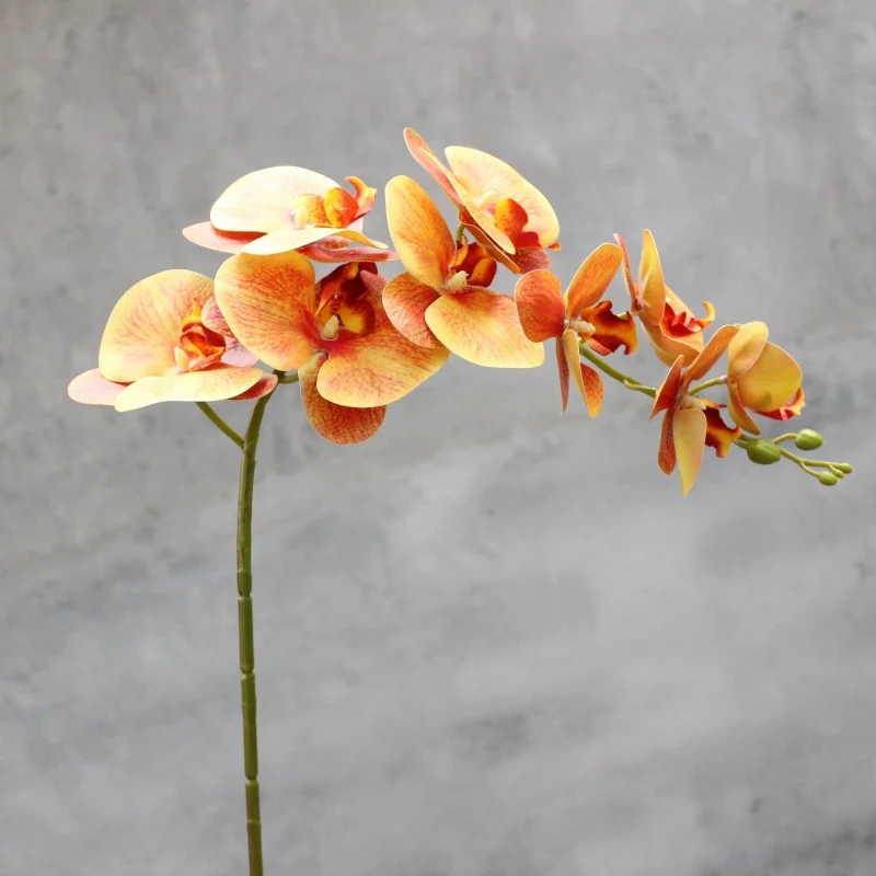 Dekorativer blühender Orchideenstiel