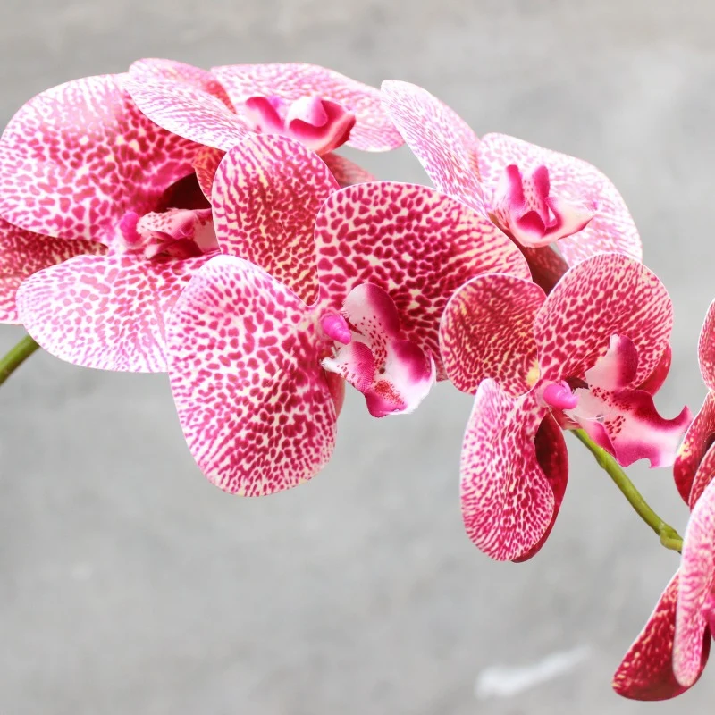 Dekorativer blühender Orchideenstiel