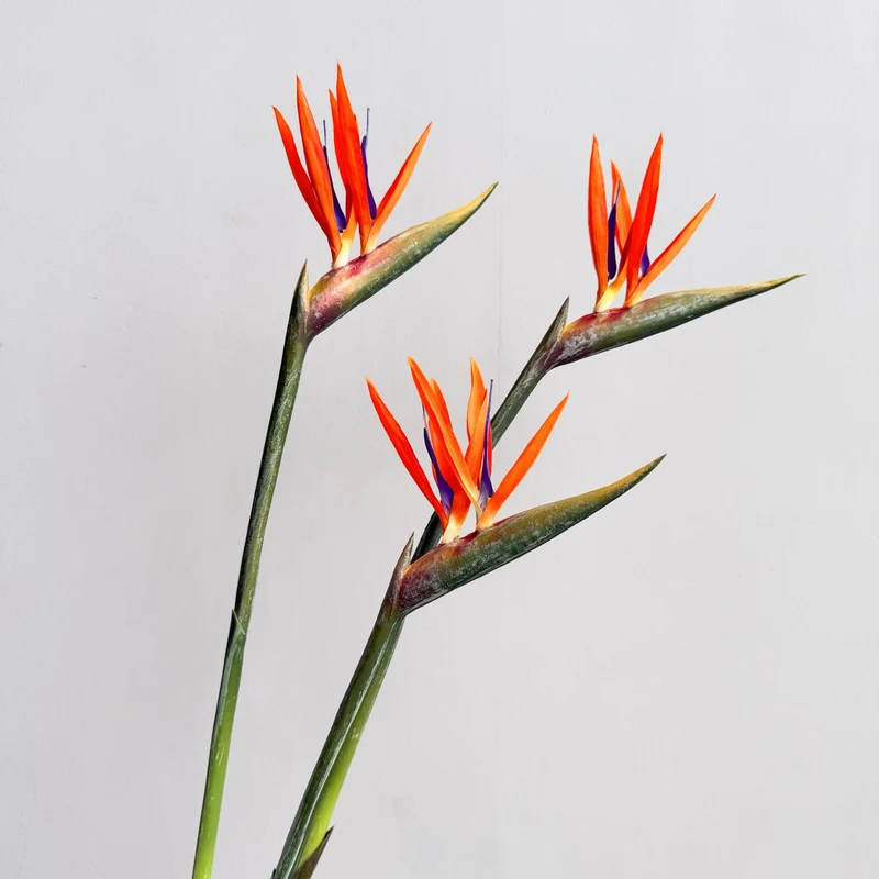 Dekorative Blumenanzeige