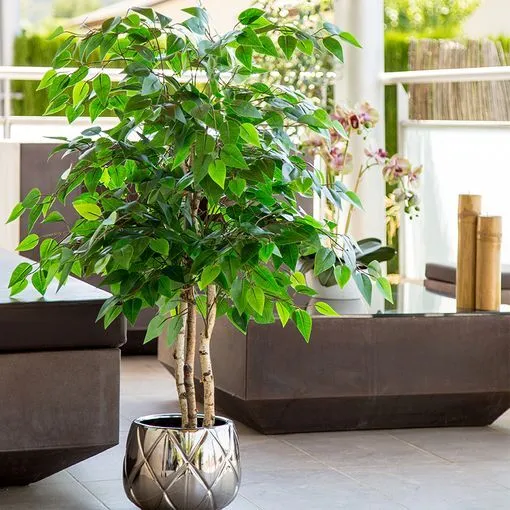 B-Ware Maia Shop Ficusbaum Kunstpflanze Ficus Dekobaum Realistischen Blättern 105cm