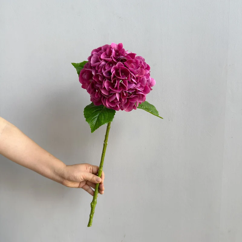 Hortensie Dekorativstiel
