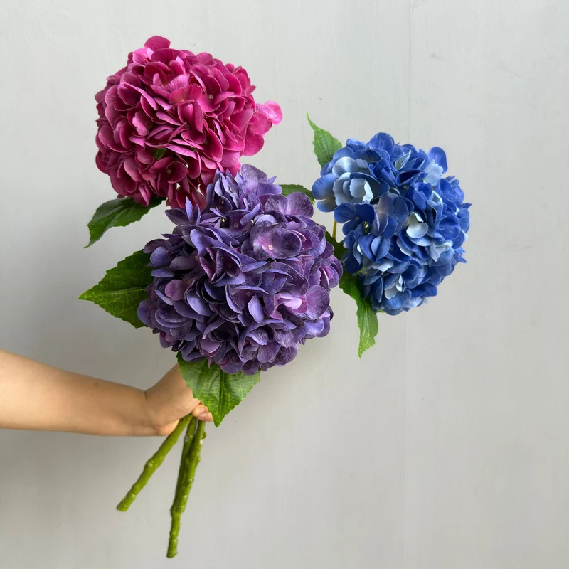 Hortensie Dekorativstiel