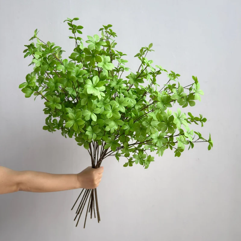 Elegante Dekorative Pflanze