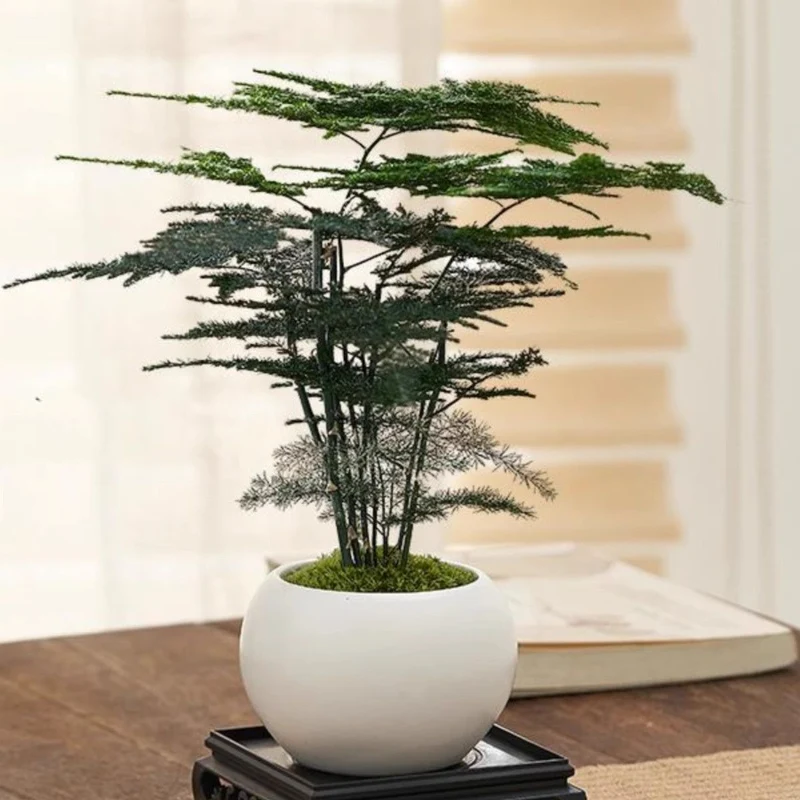 Miniatur Bonsai Pflanze Dekoration