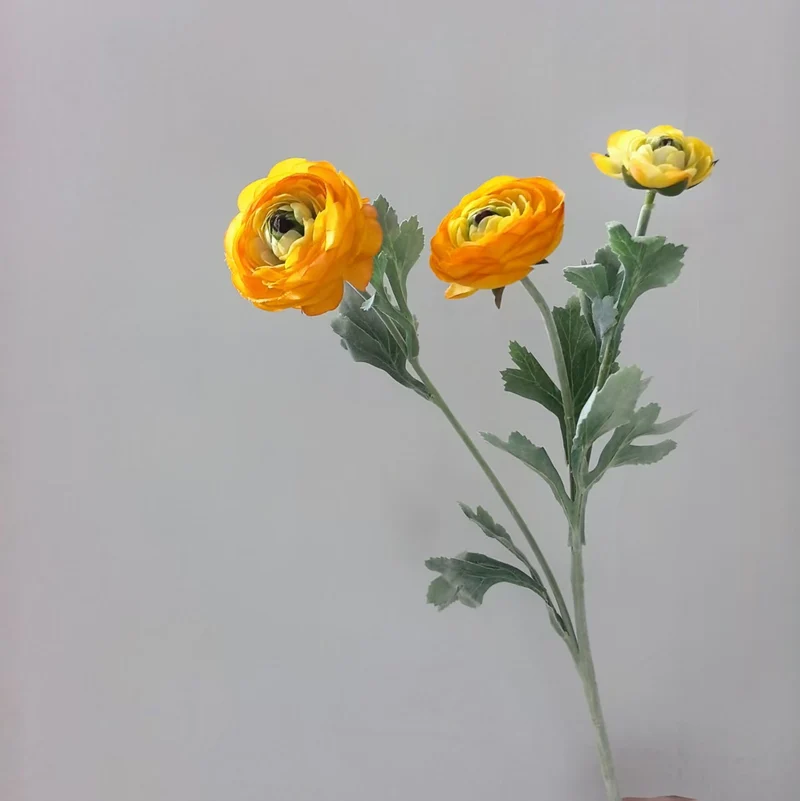 Realistische Ranunkel Blumenschaft