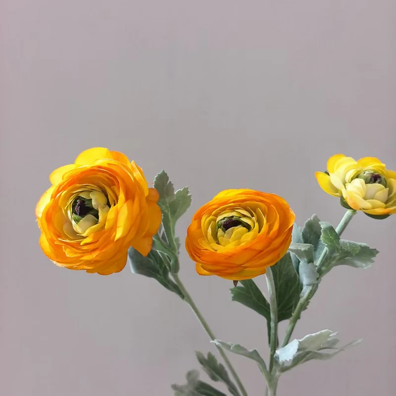 Realistische Ranunkel Blumenschaft