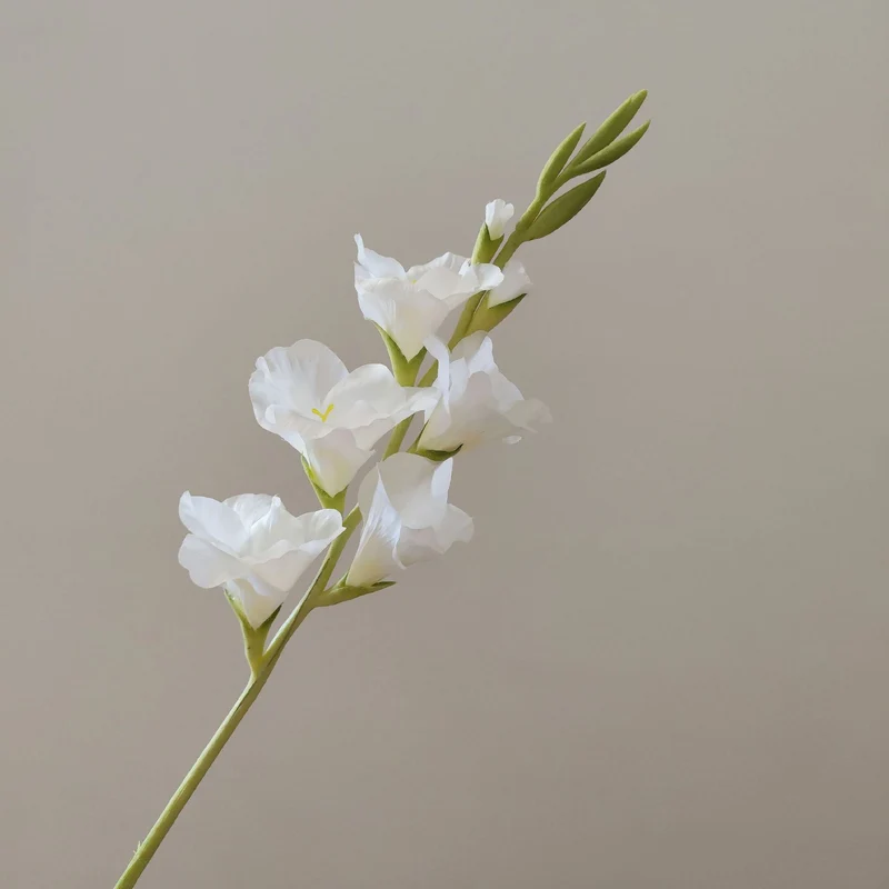 Orchideenblütenstiel