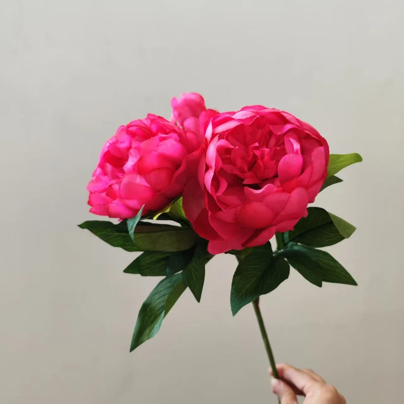 Lebensechte Pfingstrose Blumensamen