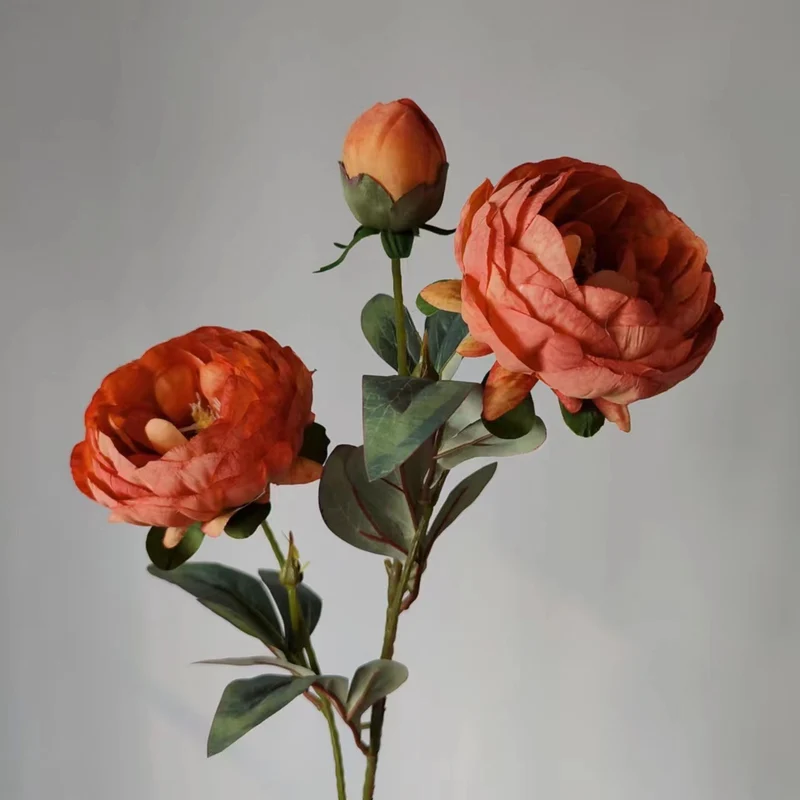 Elegante Pfingstrose Blumenstiel