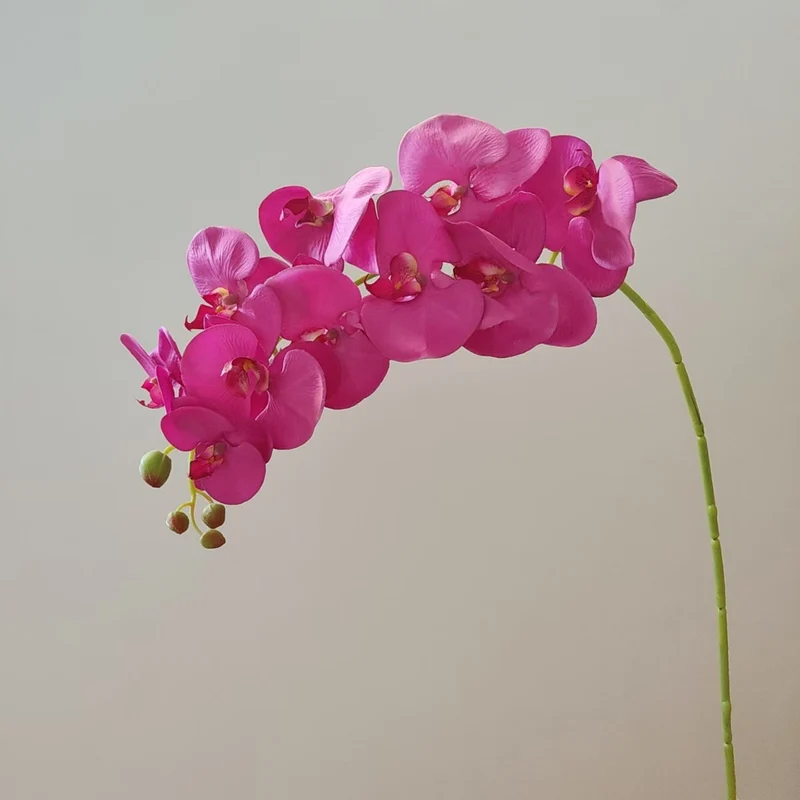 Elegante Orchideenstängel