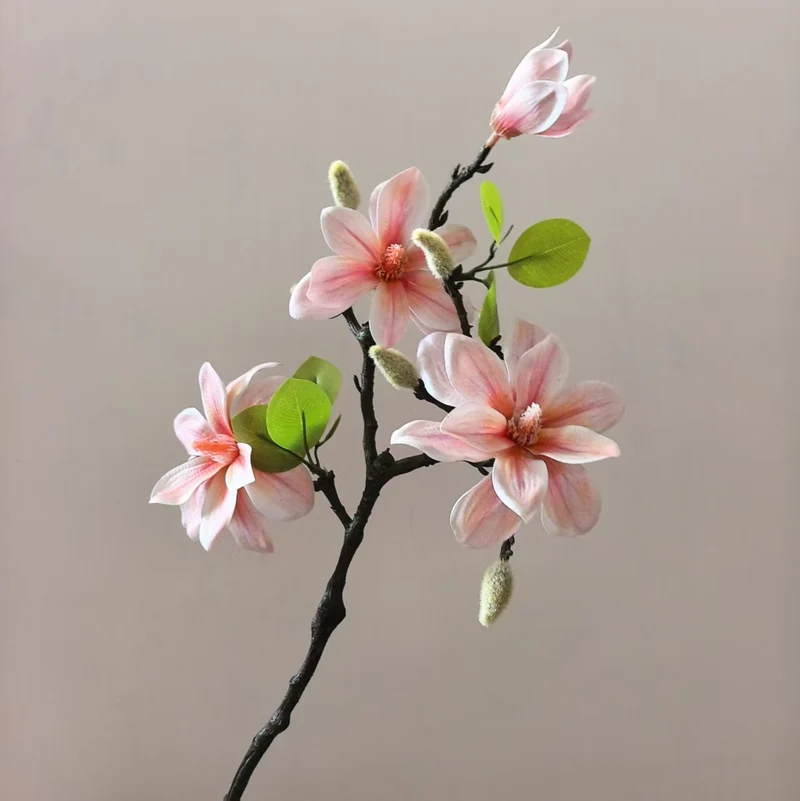 Elegante Magnolienstängel