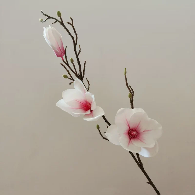 Elegante Magnolienblüte Stiel